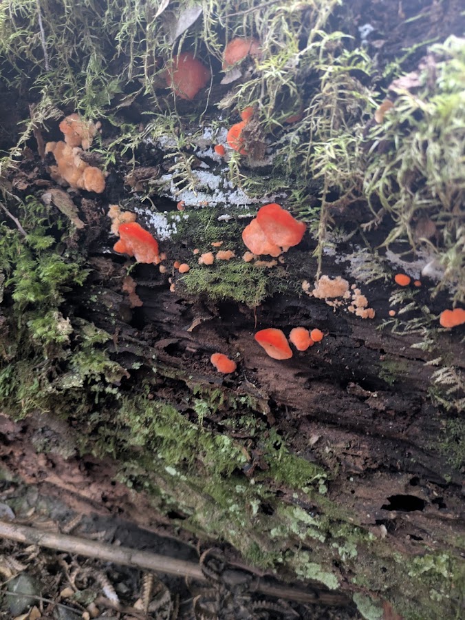 Evercreech Forest Reserve