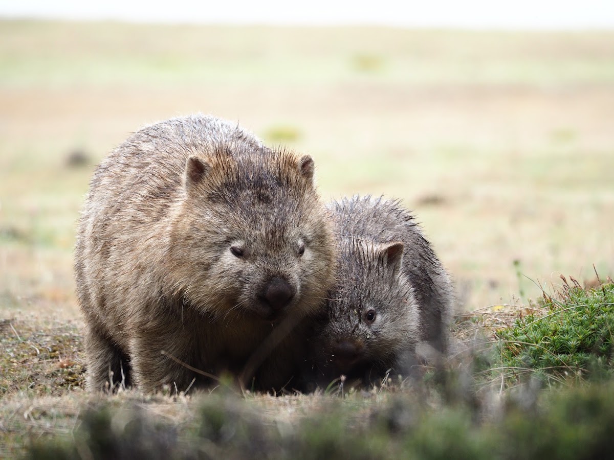 Maria Island National Park Marine Nature Reserve