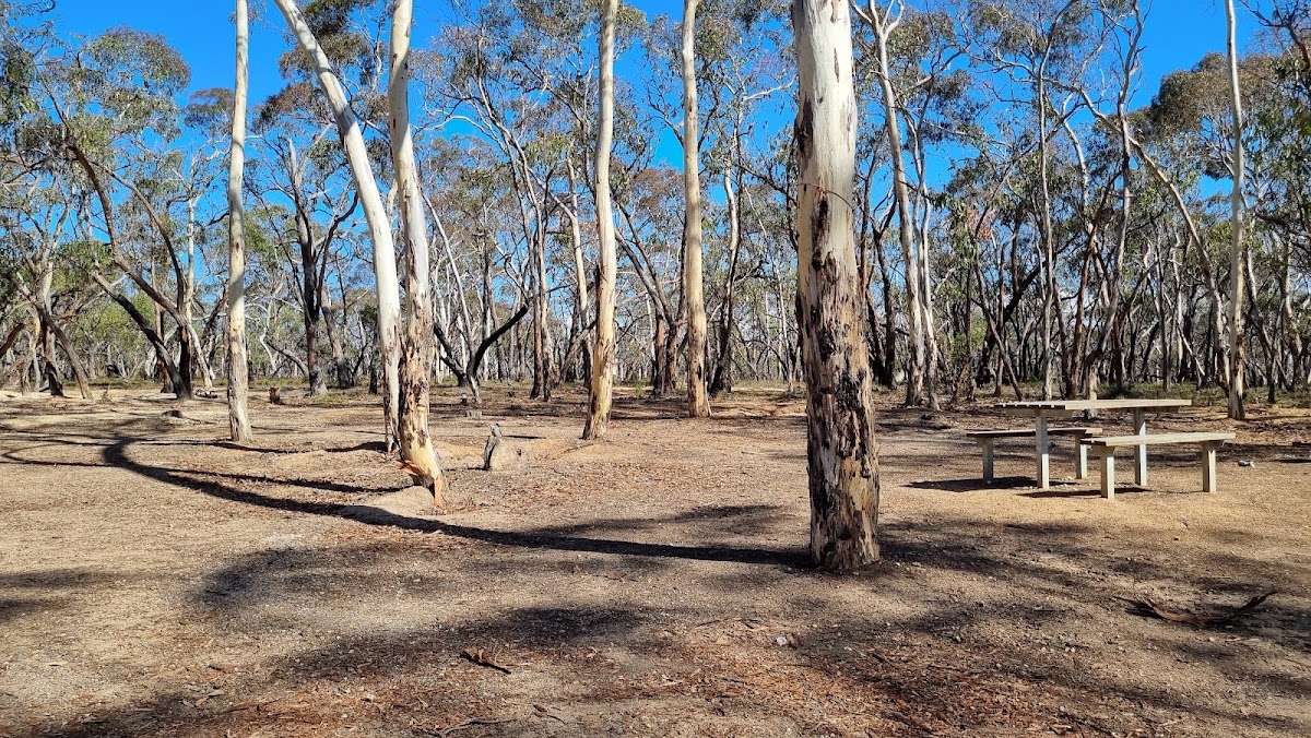 Beear State Forest