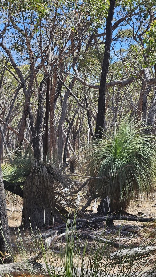 Beear State Forest