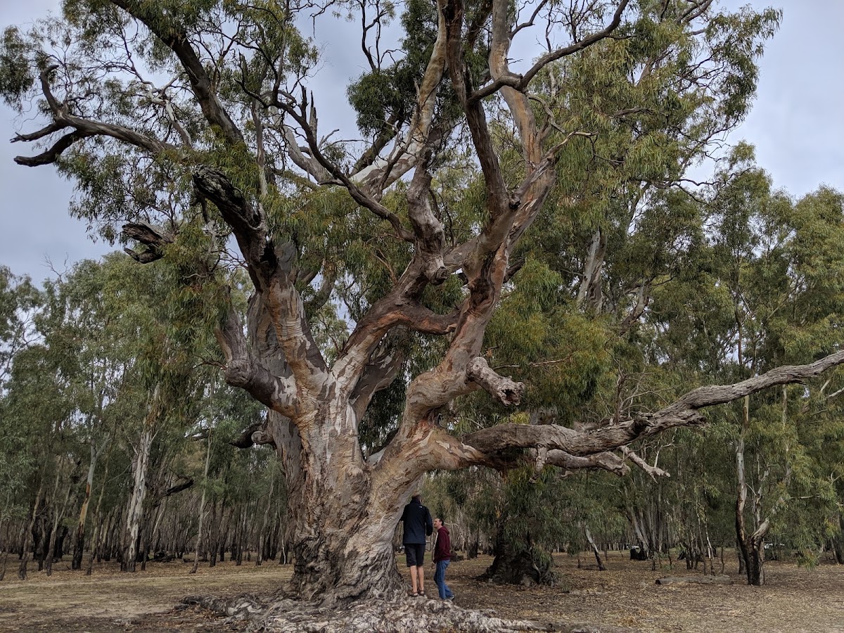 Barmah National Park