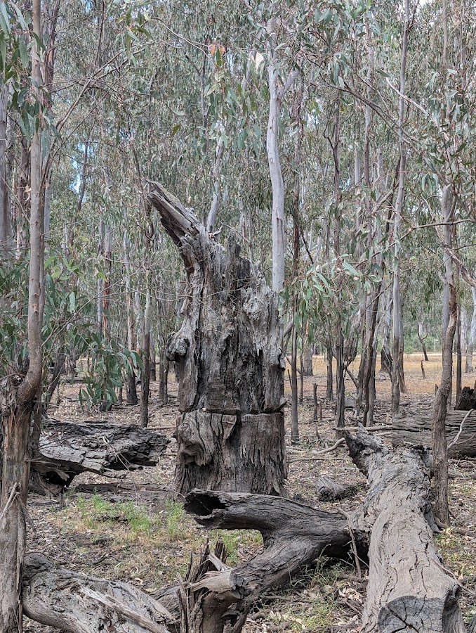 Barmah National Park