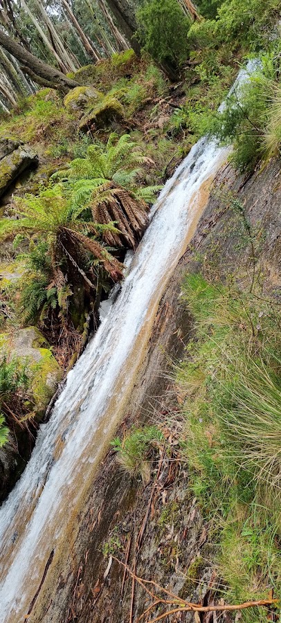 Fern Tree Camping Area