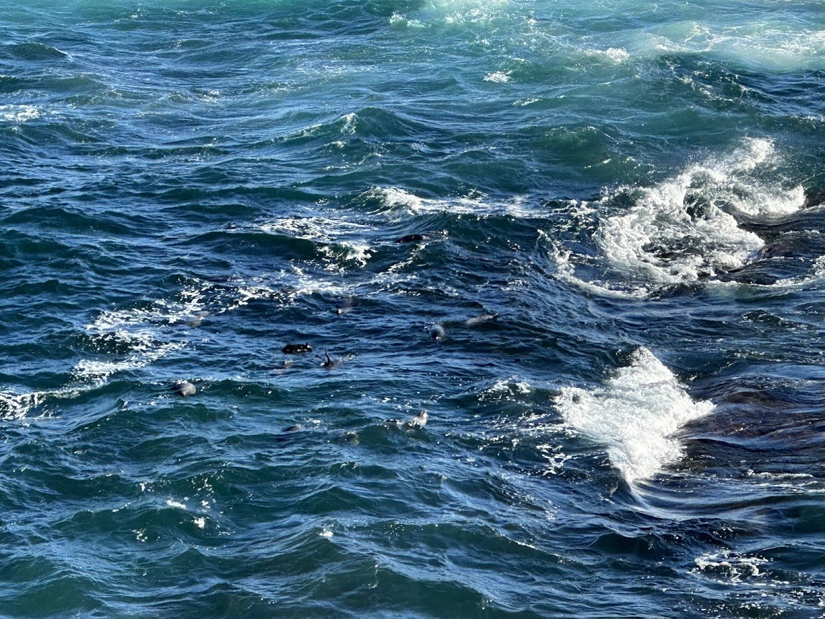 Python Cove