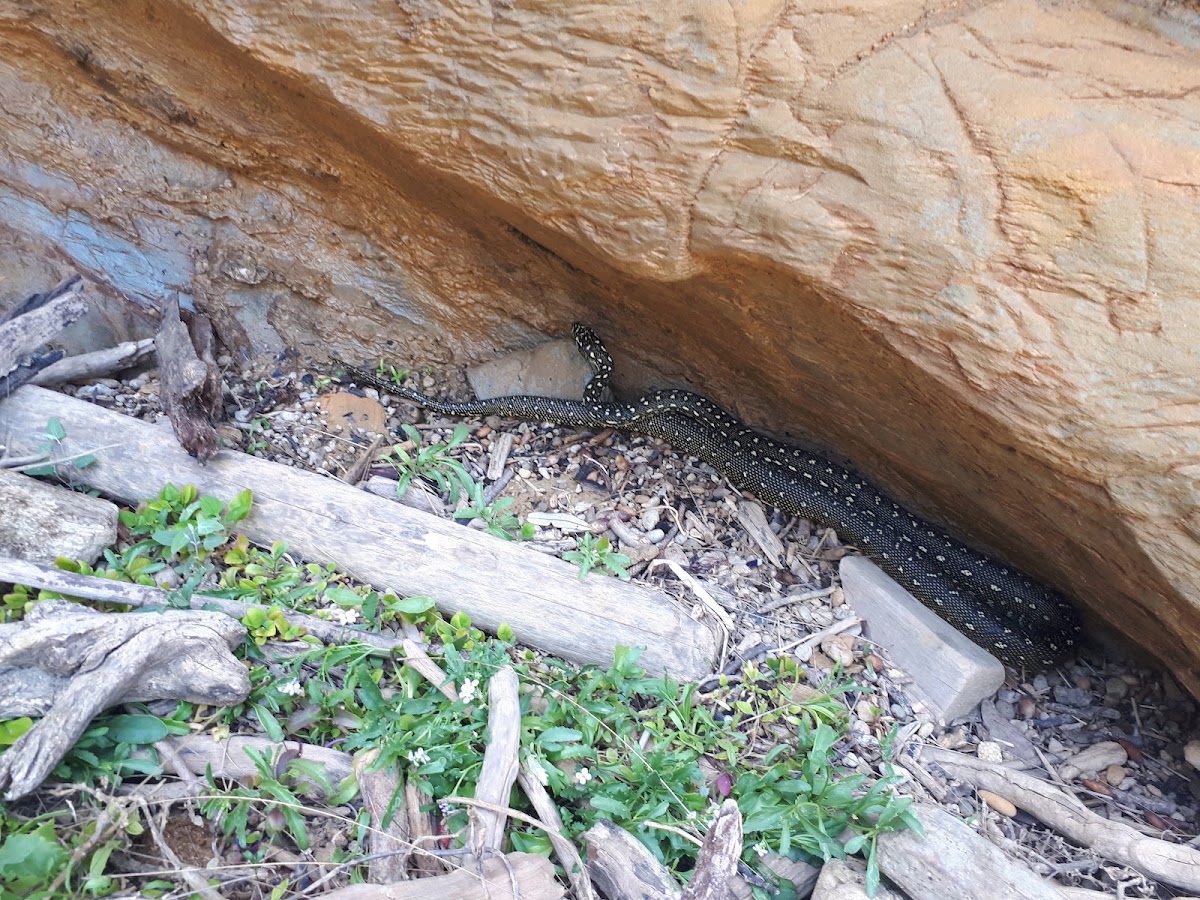 Python Cove