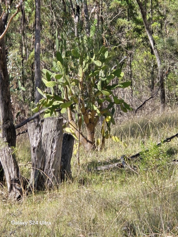Barayamal National Park