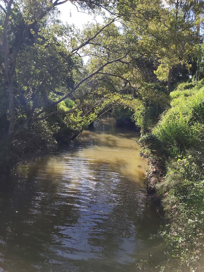 Indooroopilly Island Conservation Park