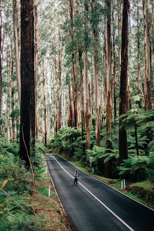 Yarra Ranges National Park