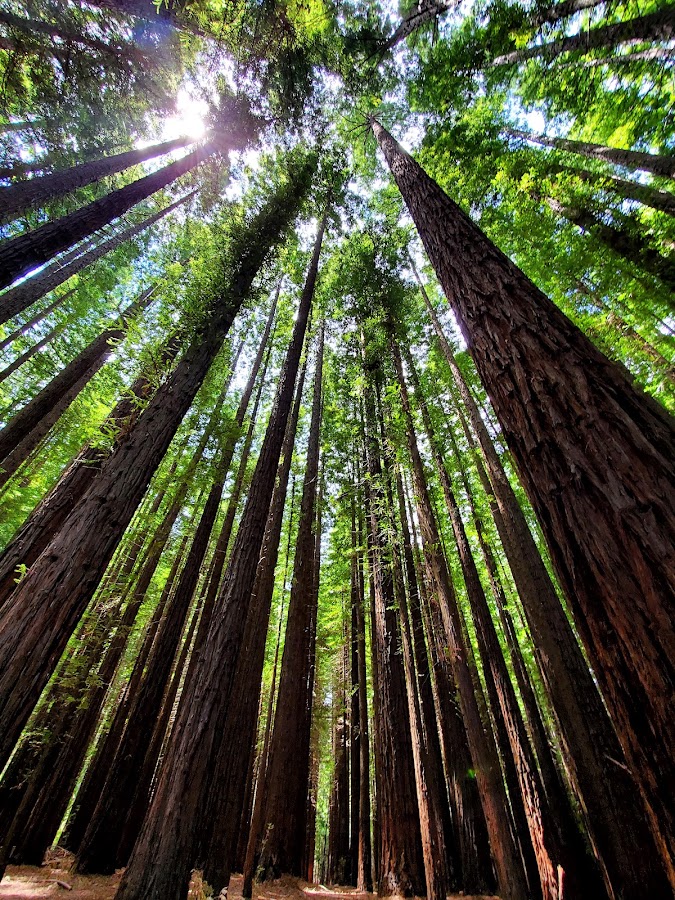 Yarra Ranges National Park