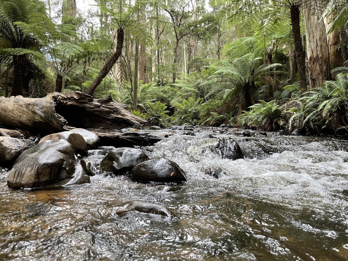 Yarra Ranges National Park