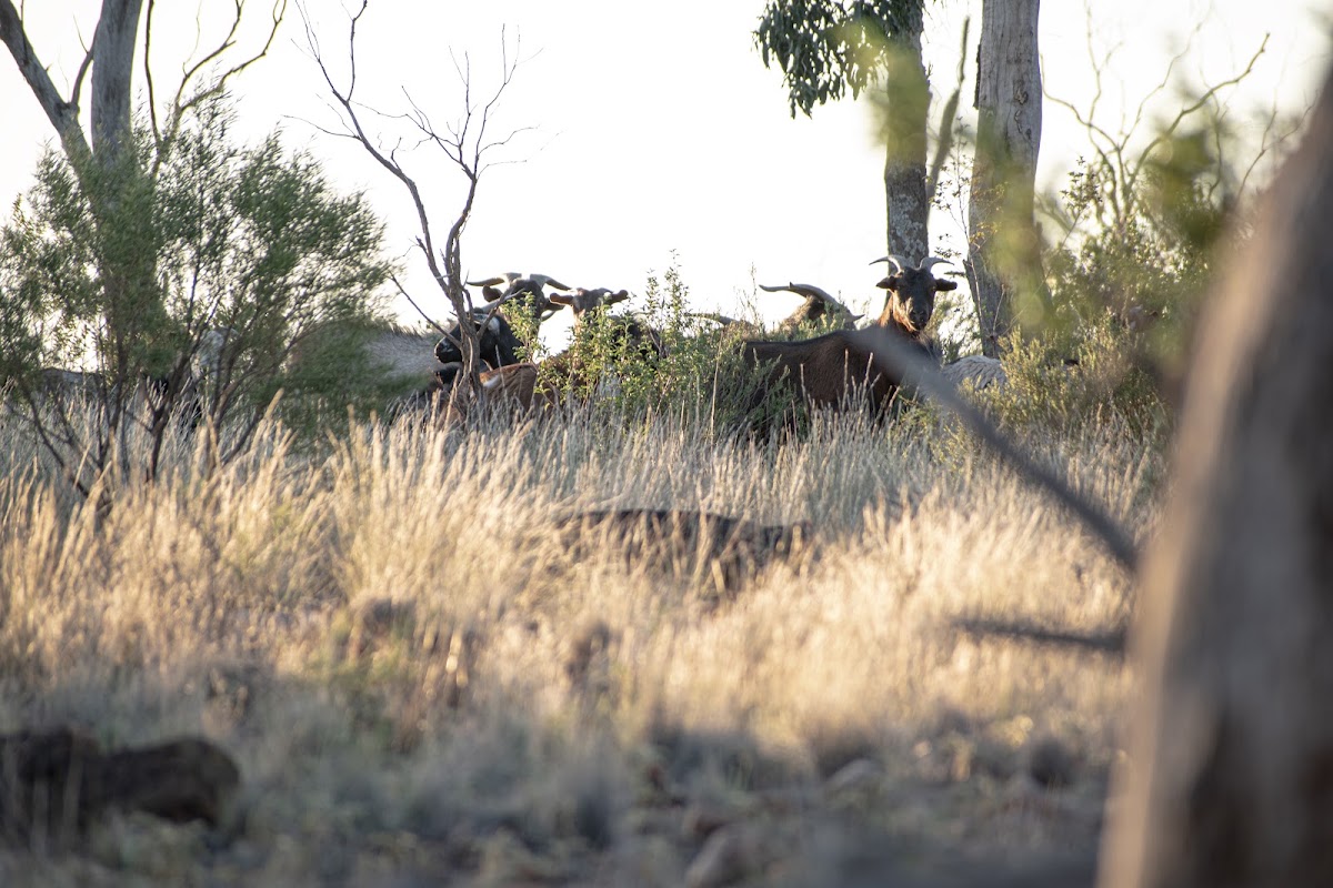 Mount Grenfell National Park