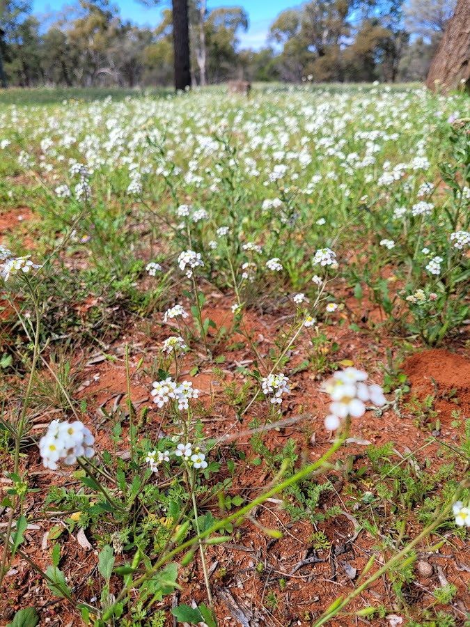 Mount Grenfell National Park