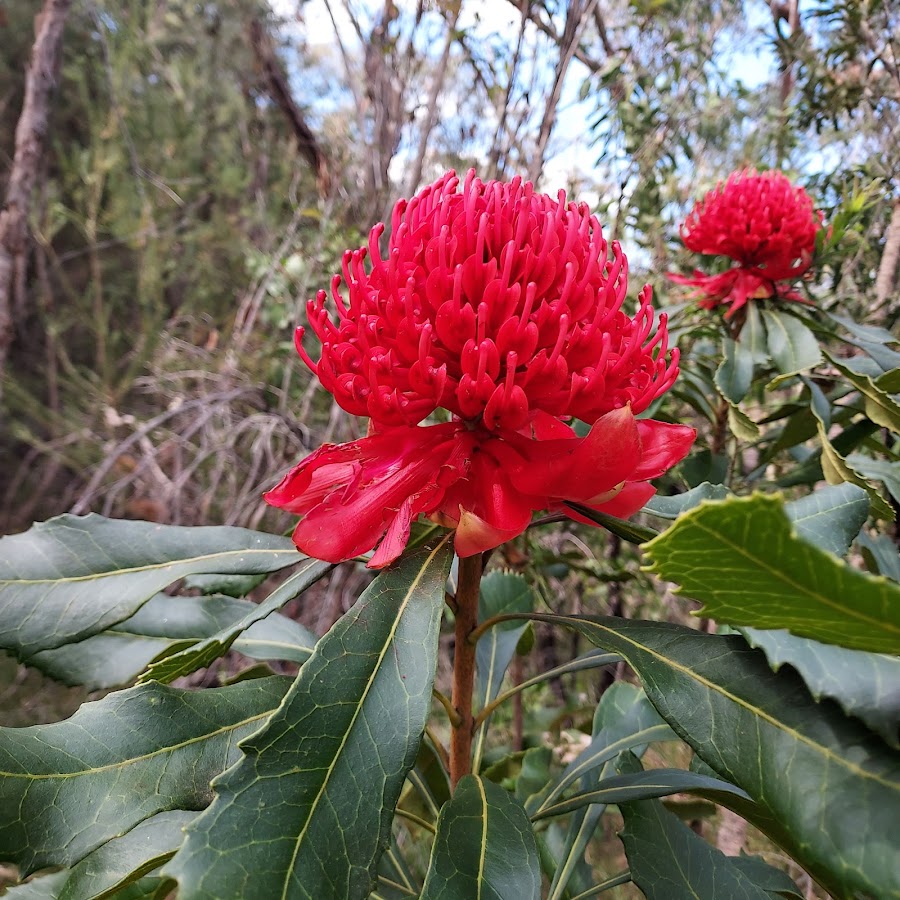 Mt Wondabyne Campsite