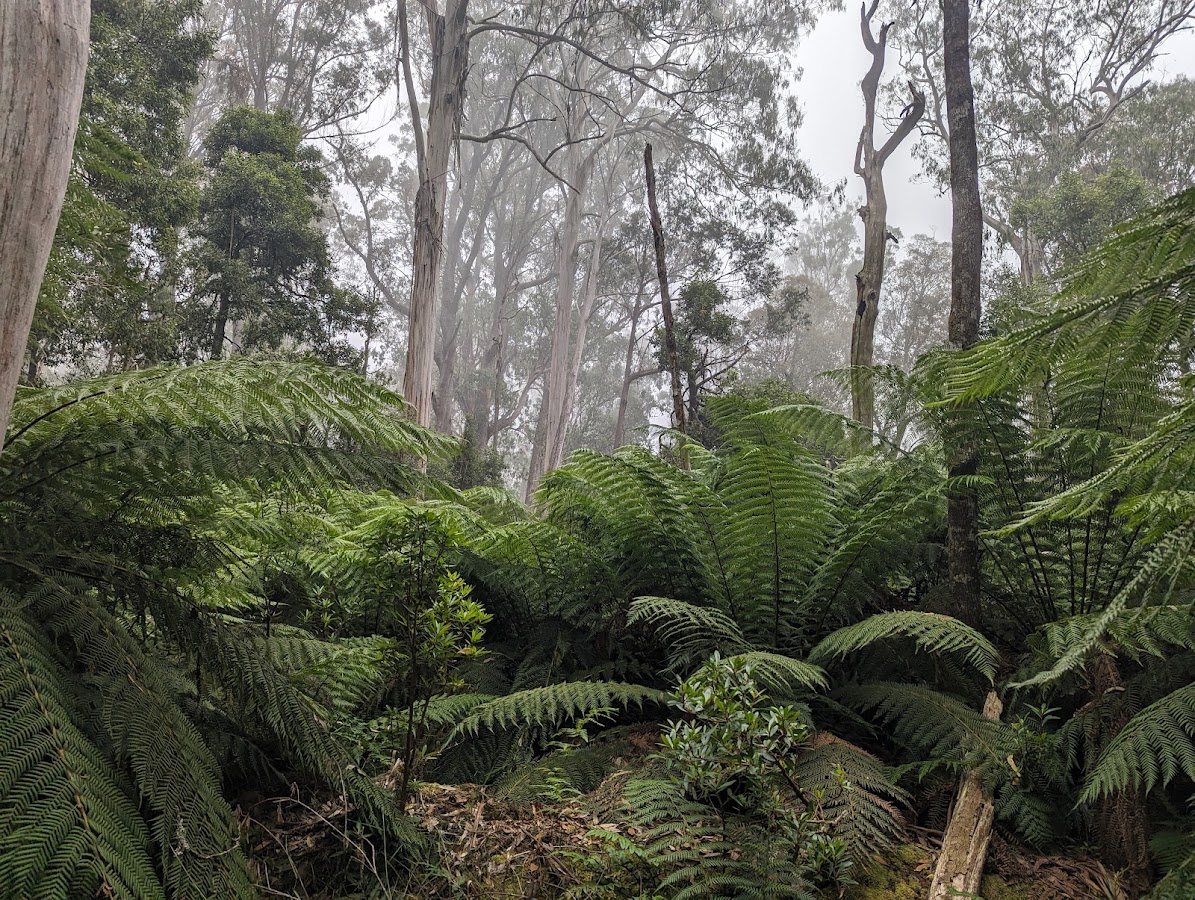 Errinundra National Park