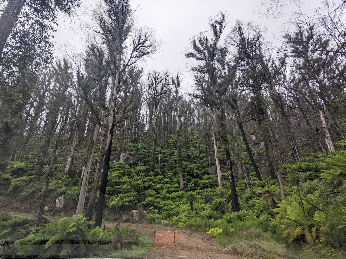 Errinundra National Park