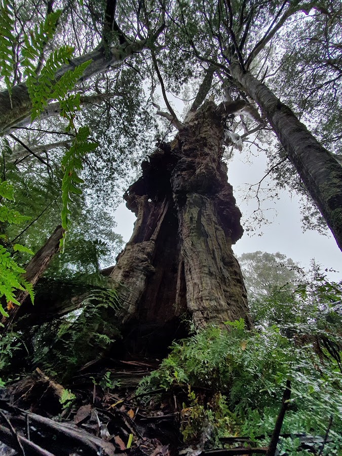 Errinundra National Park