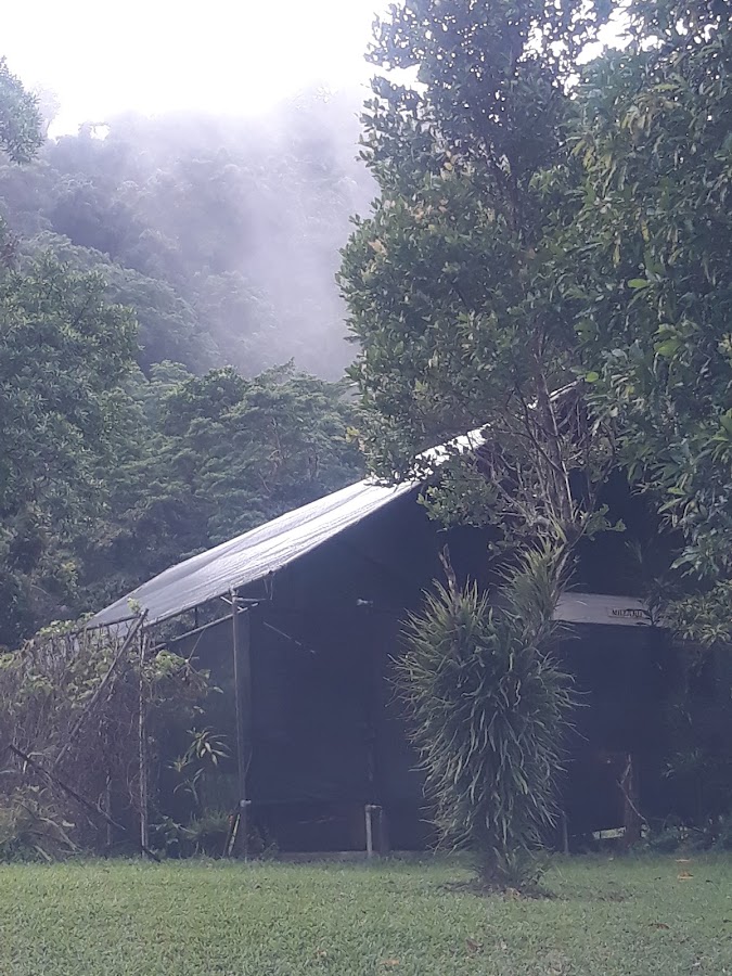 Rainforest Village