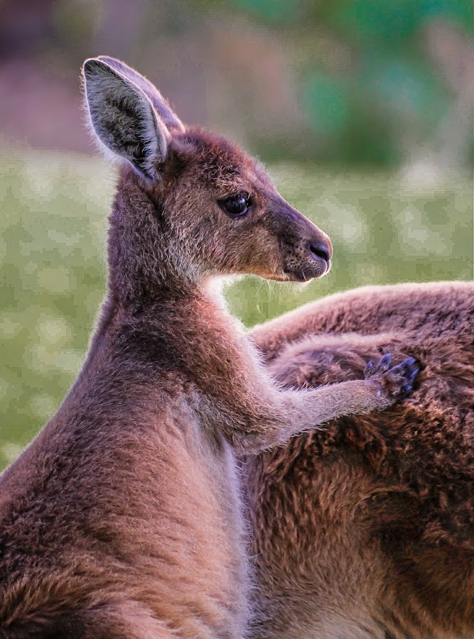Yanchep National Park
