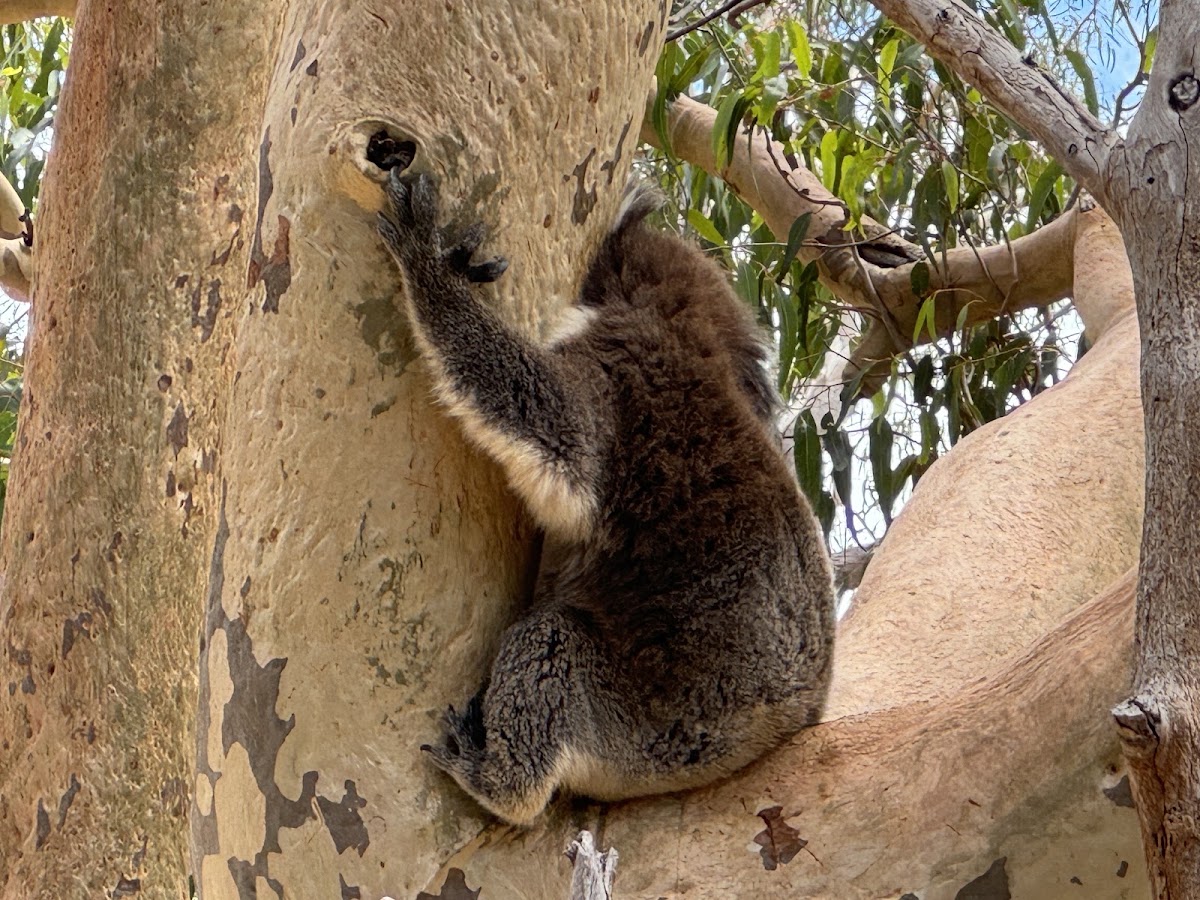 Yanchep National Park