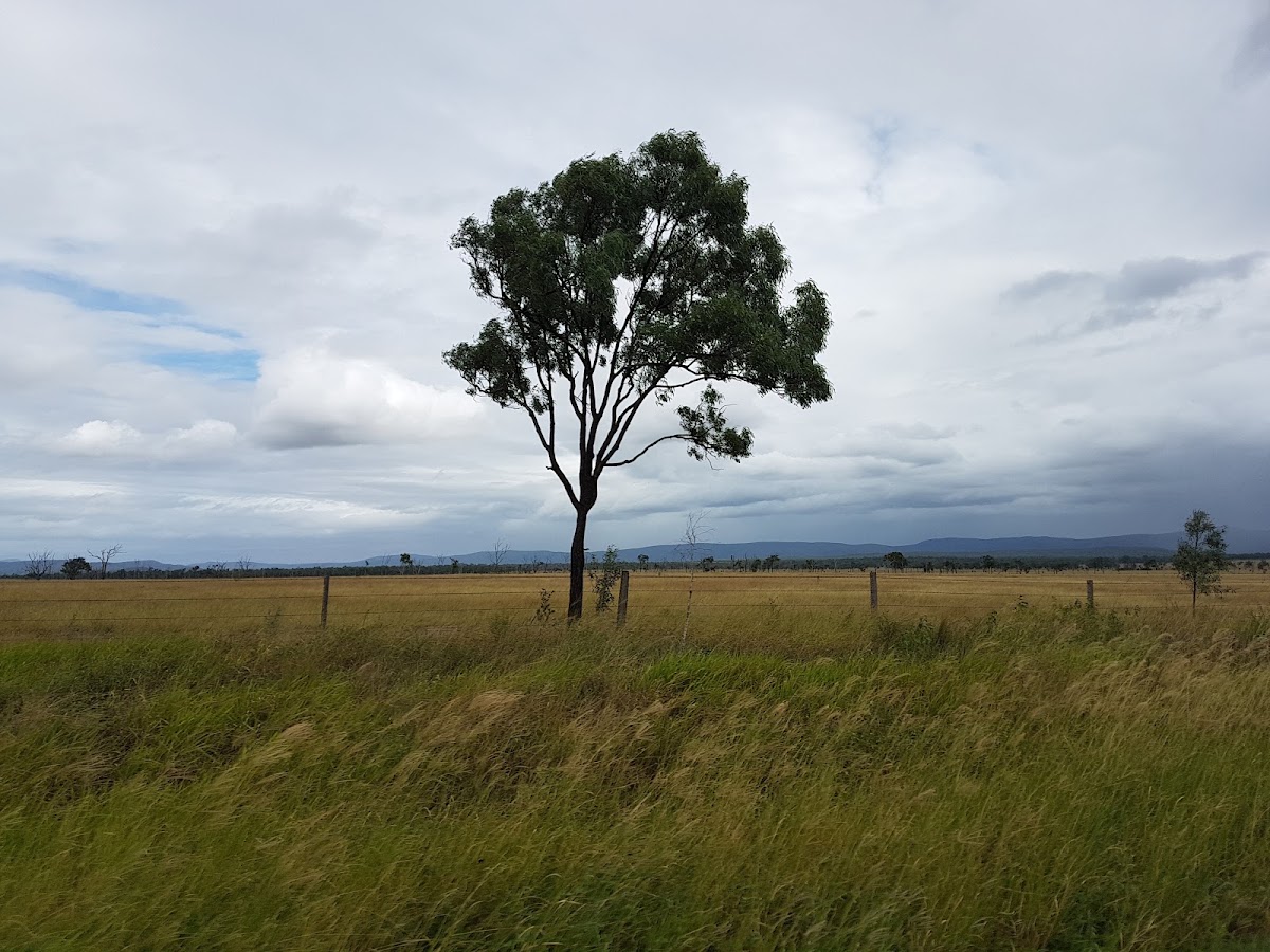 Tooloombah Creek Conservation Park