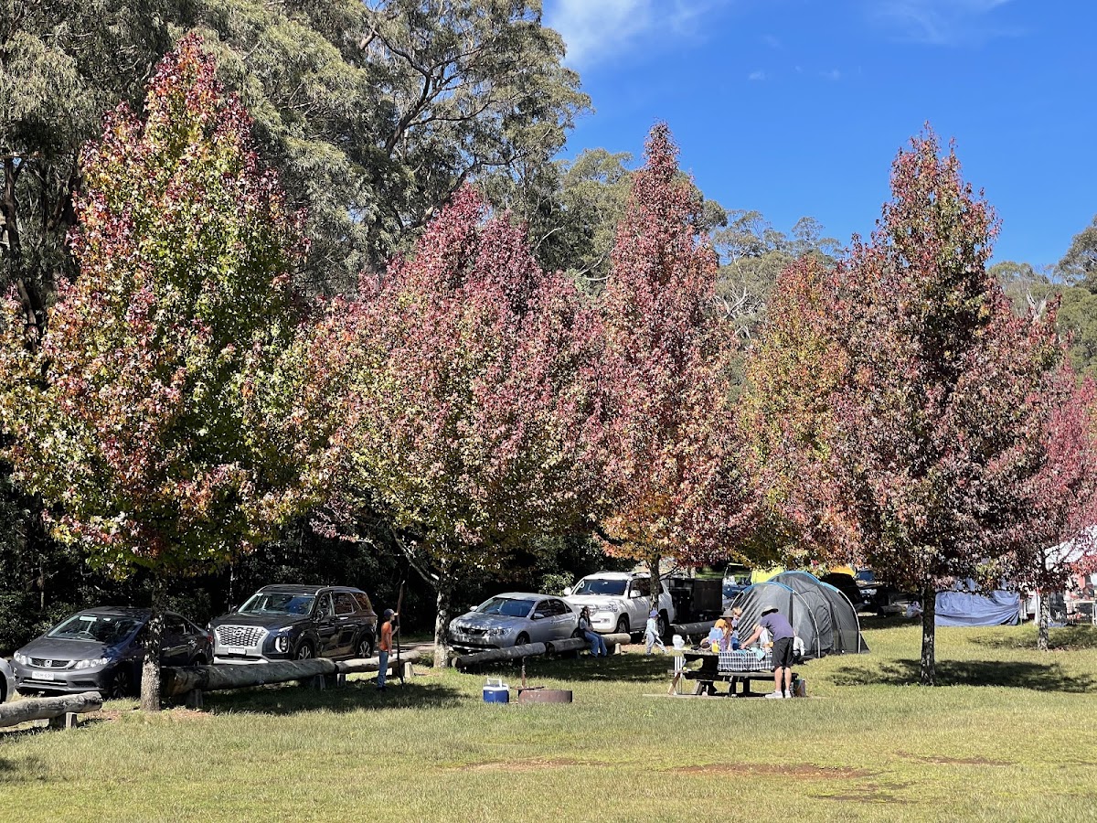 Cathedral Forest Campsite