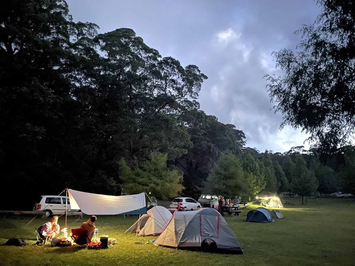 Cathedral Forest Campsite