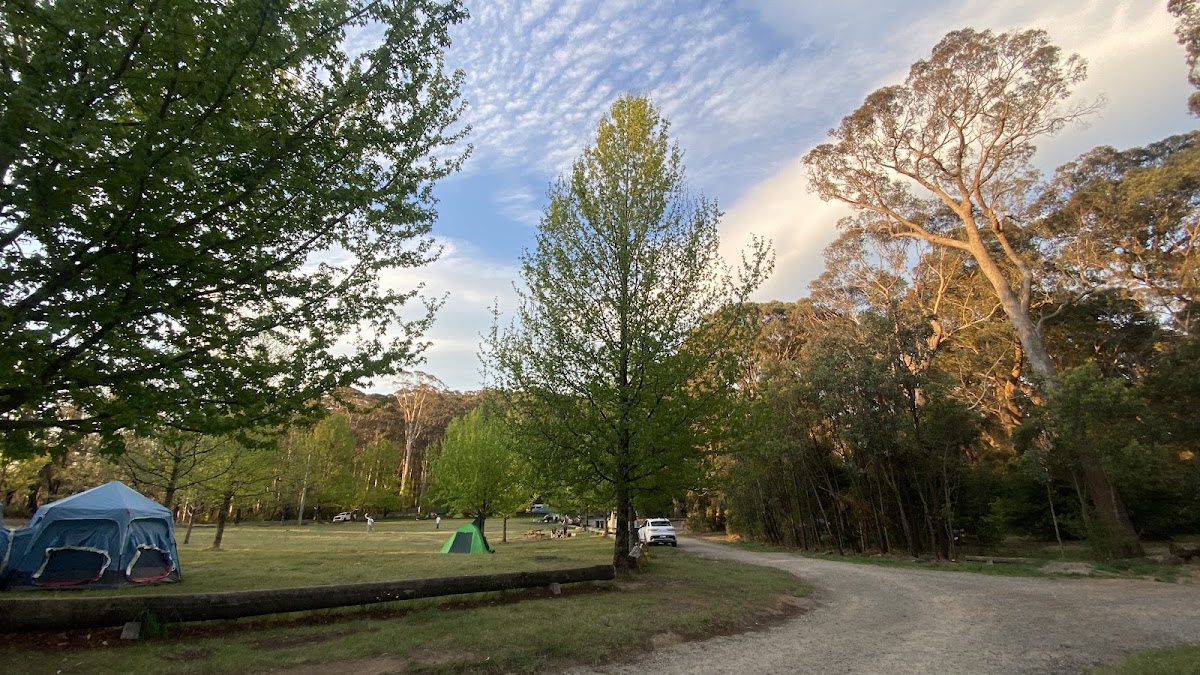 Cathedral Forest Campsite