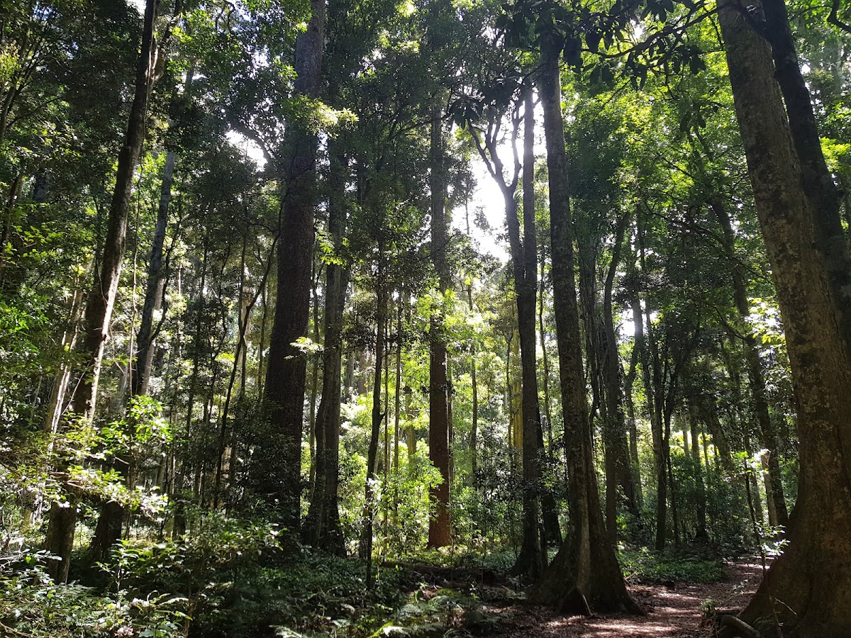 Bunya Mountains Conservation Park
