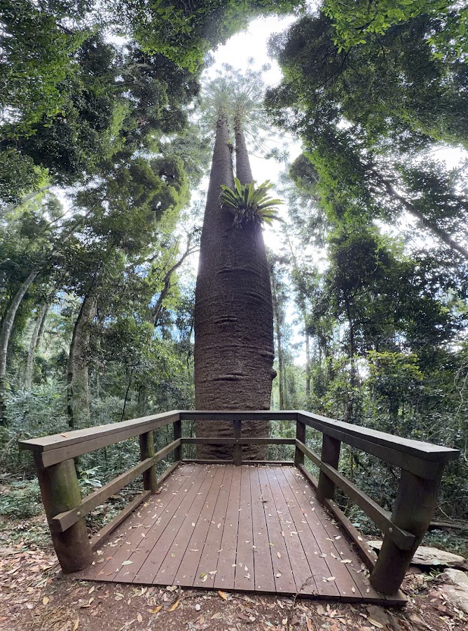 Bunya Mountains Conservation Park