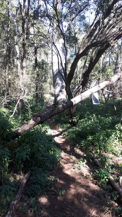Reinke Scrub Conservation Park