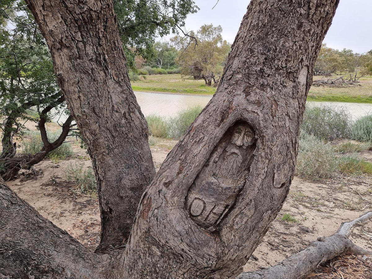 Burke & Wills Dig Tree