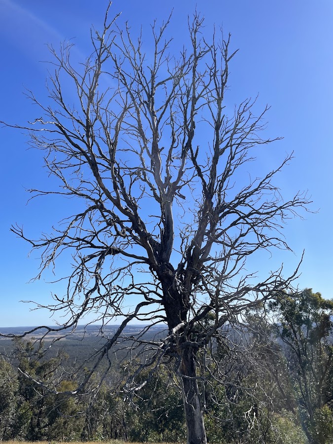 Ben Major State Forest