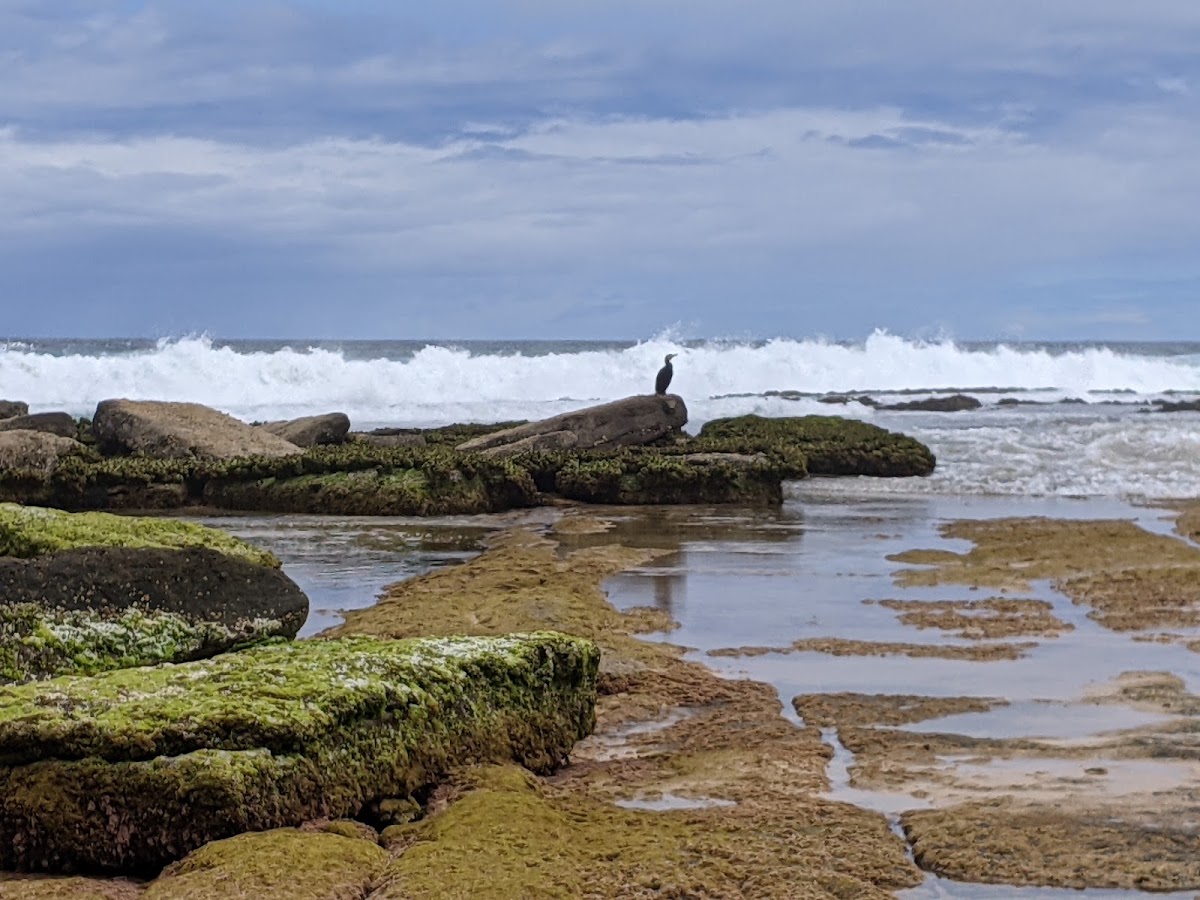 Rennie's Beach