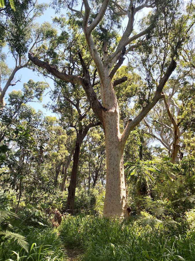 Burleigh Knoll Conservation Park