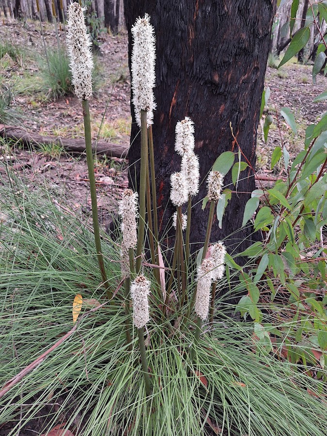 Capoompeta National Park