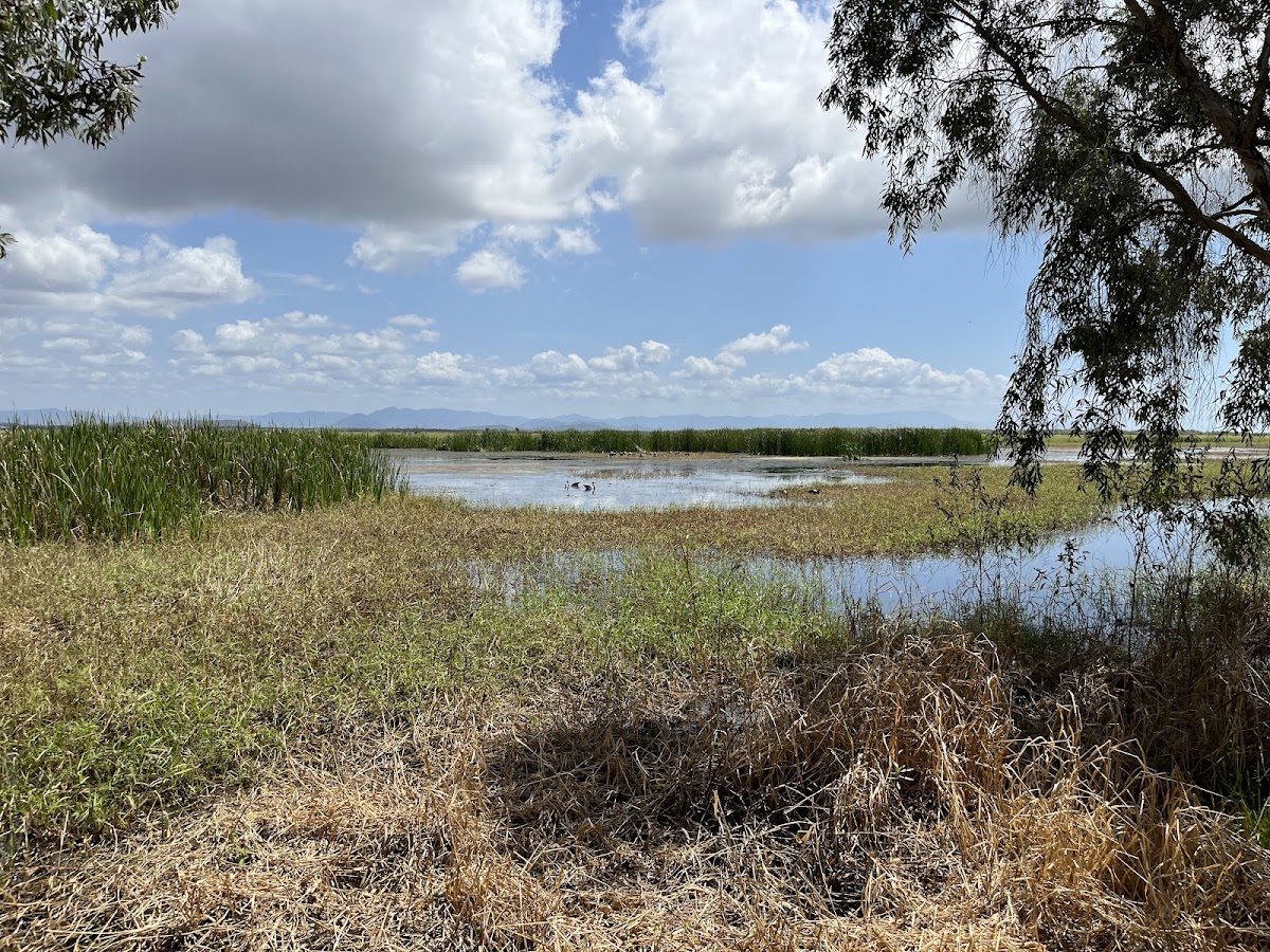 Melaleuca viewing area