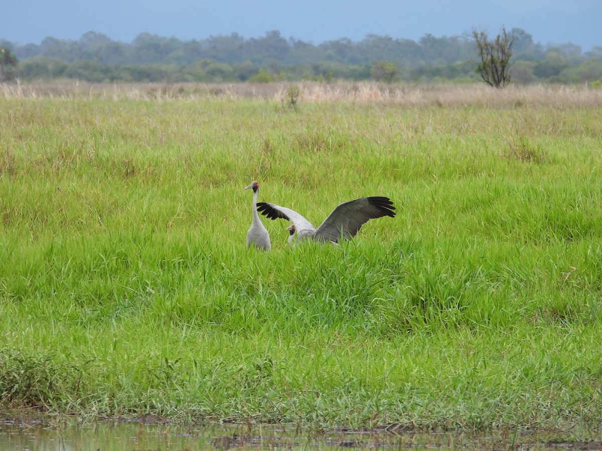 Melaleuca viewing area