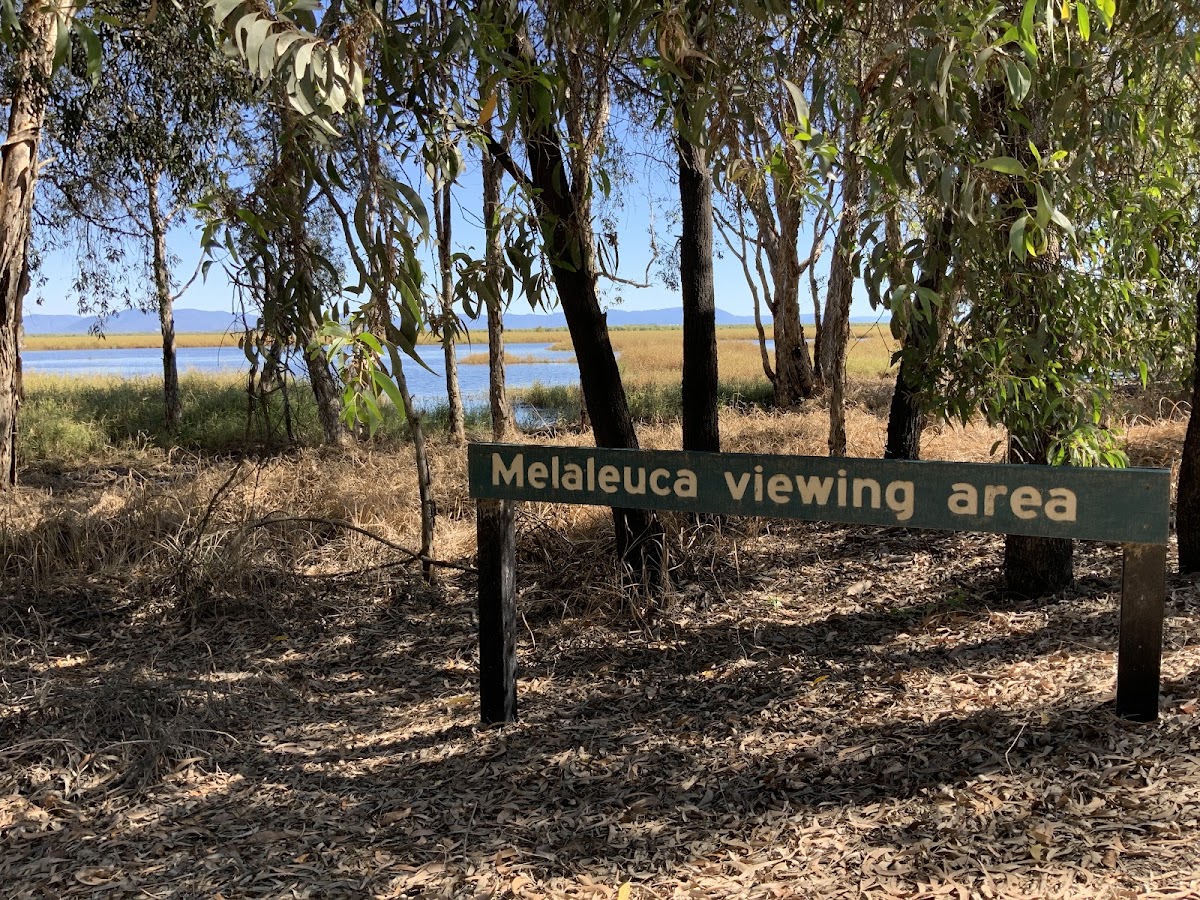 Melaleuca viewing area