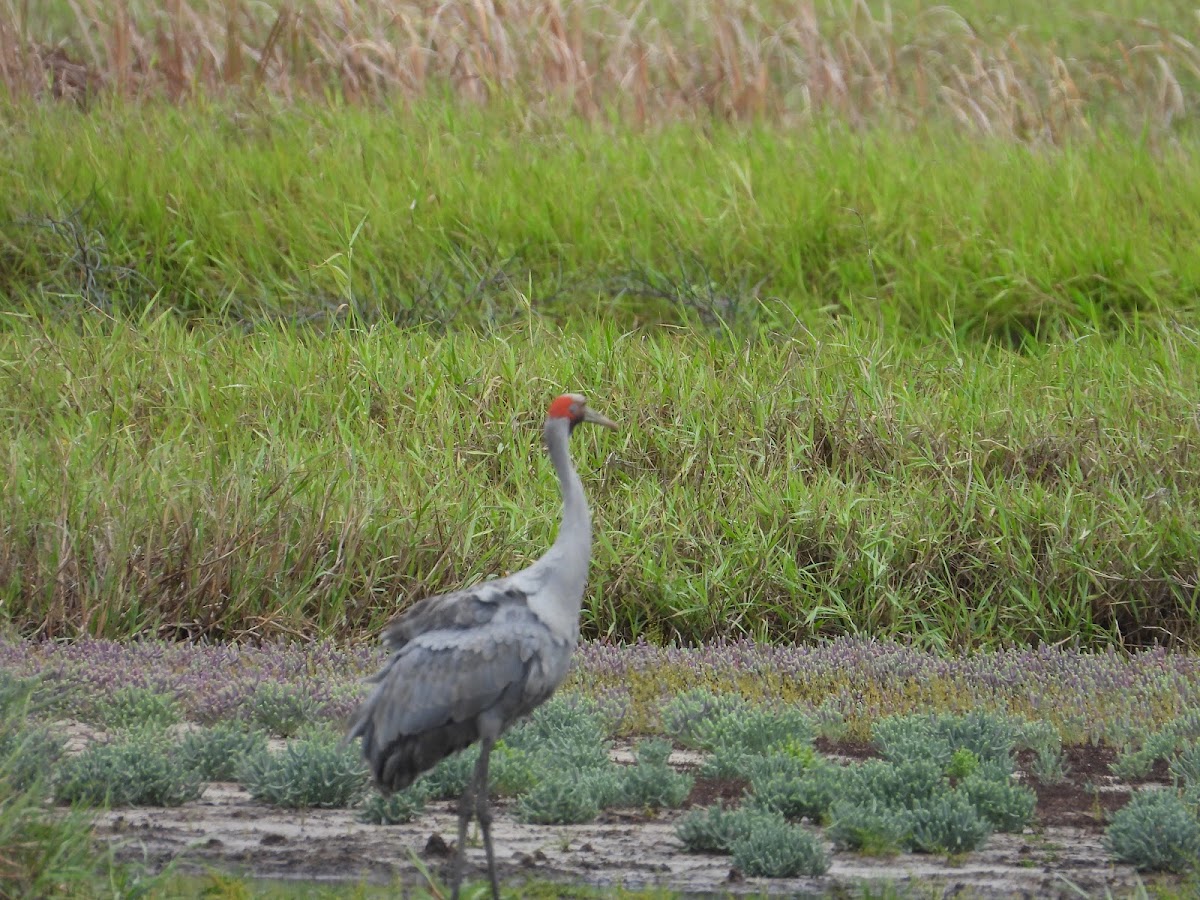 Melaleuca viewing area