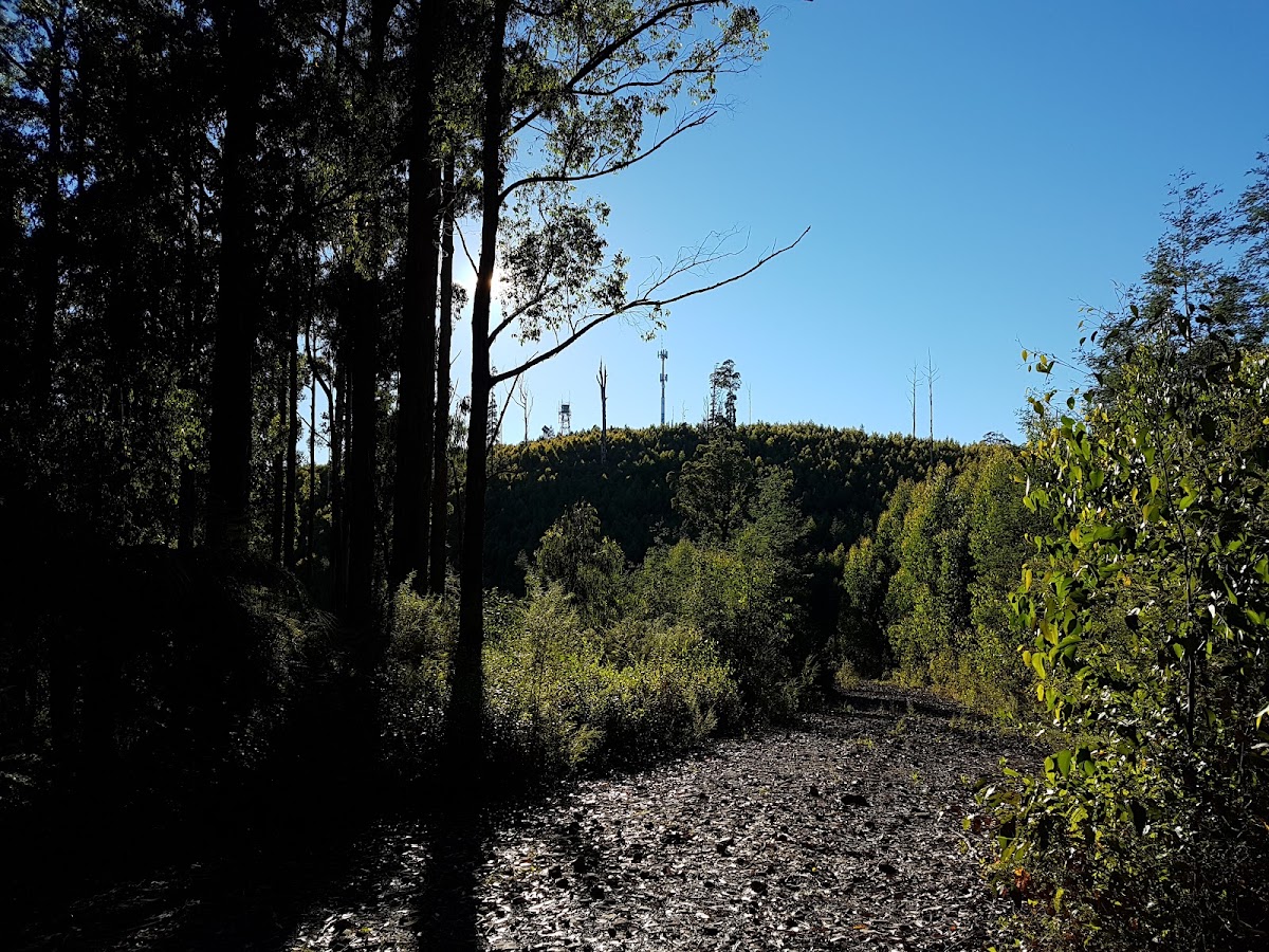 Beenak State Forest