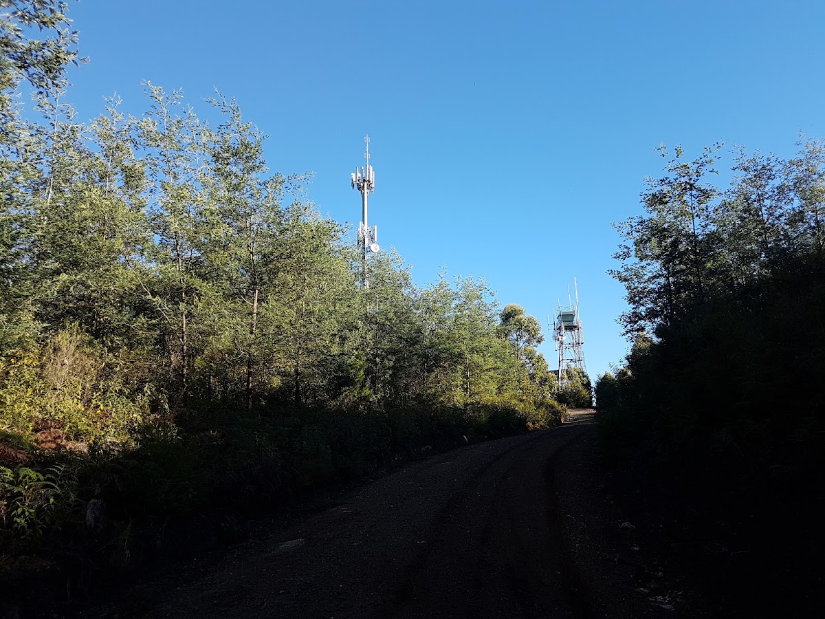 Beenak State Forest