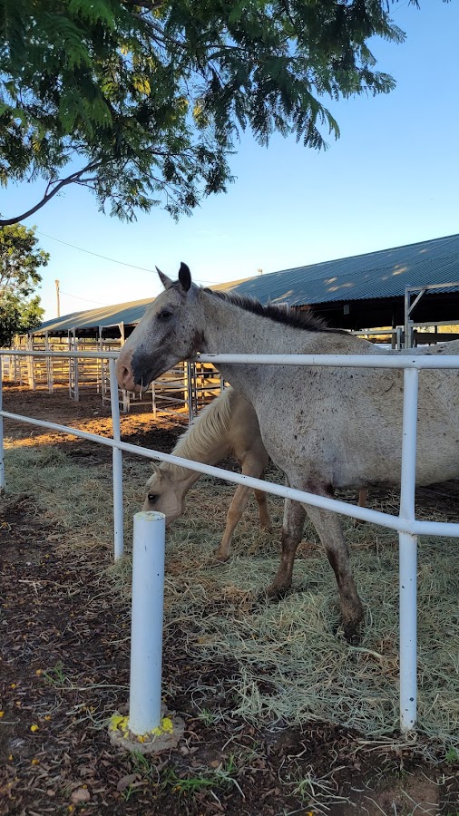Longreach Showgrounds