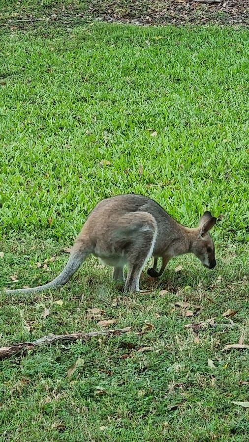 Canungra Conservation Park