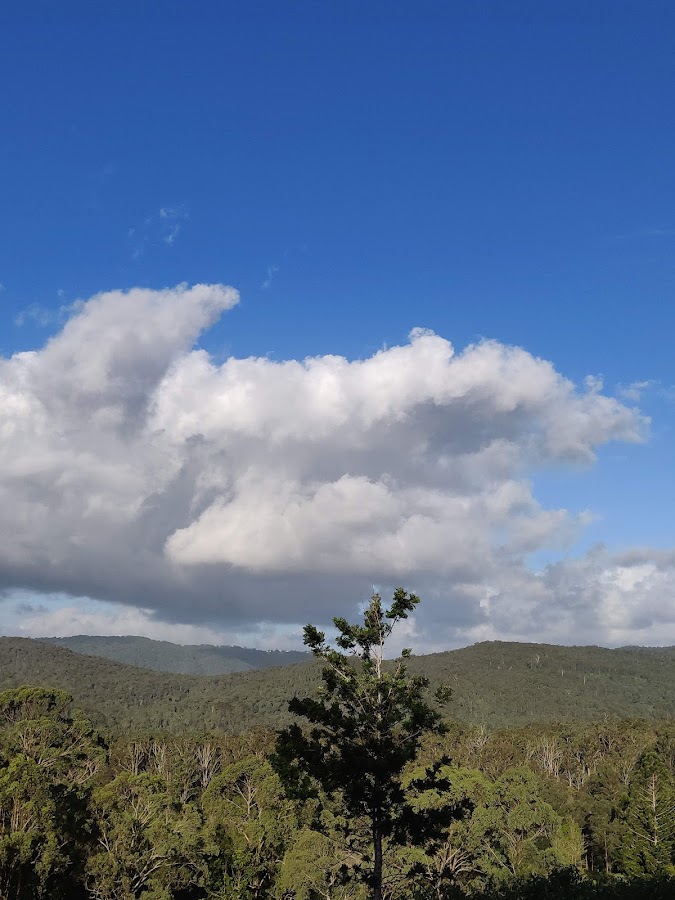 Canungra Conservation Park