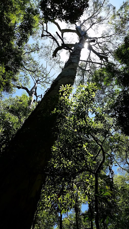 Richmond Range National Park