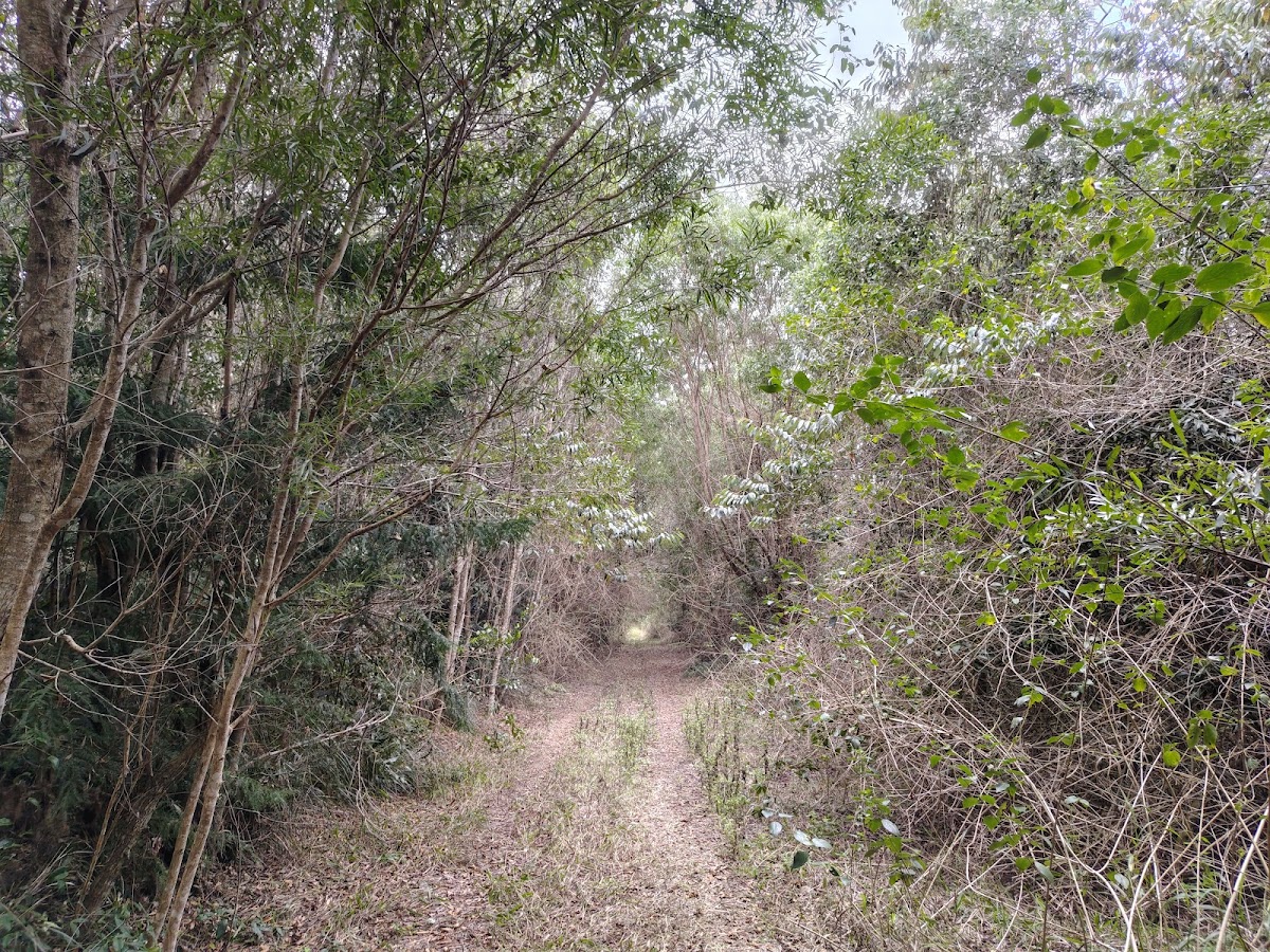 Old Forestry Camping Area
