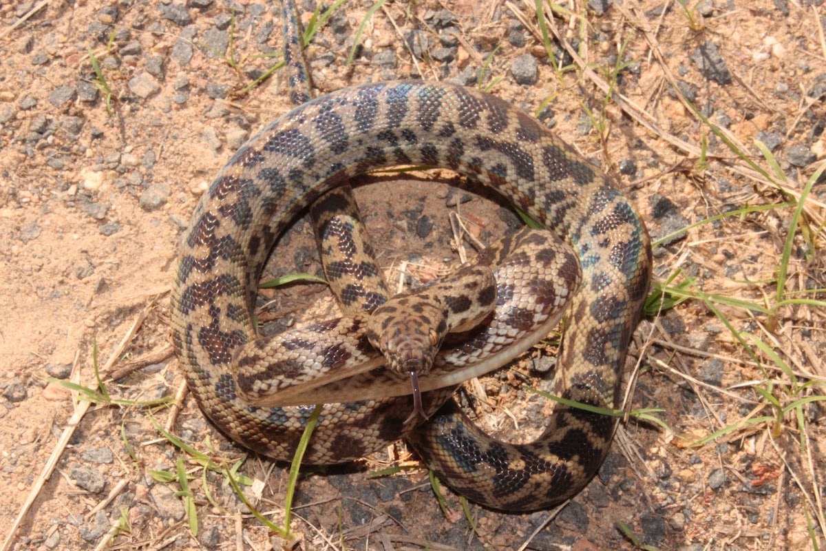 Hann Tableland National Park