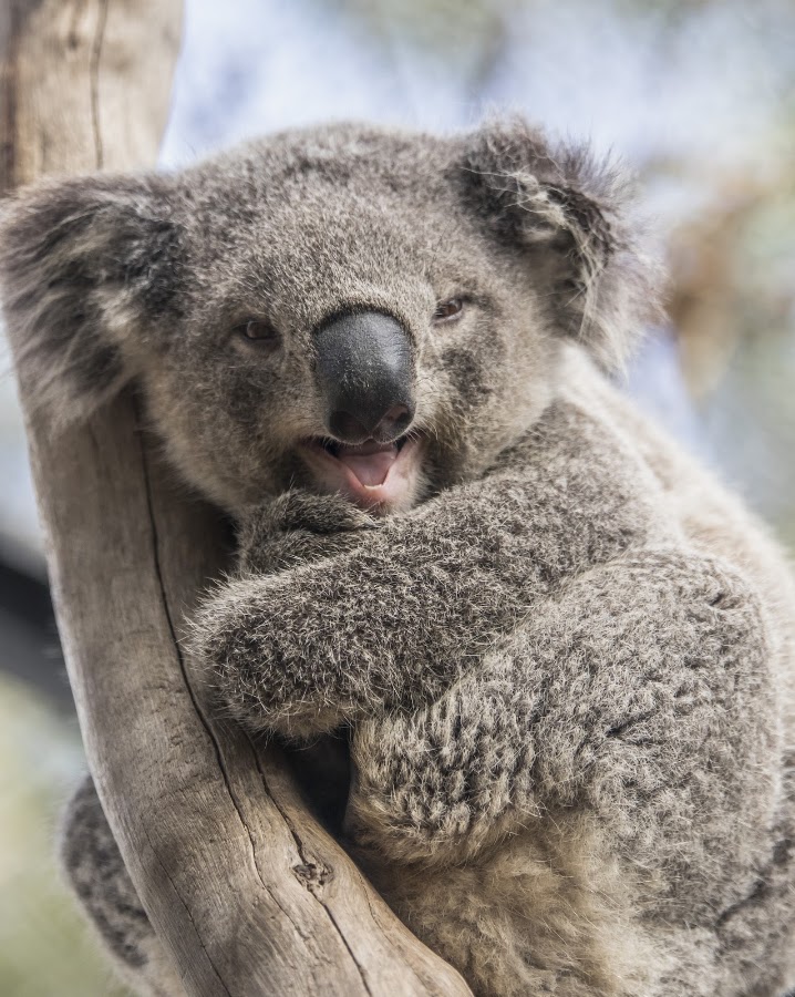 Shoalhaven Zoo Camping Reserve