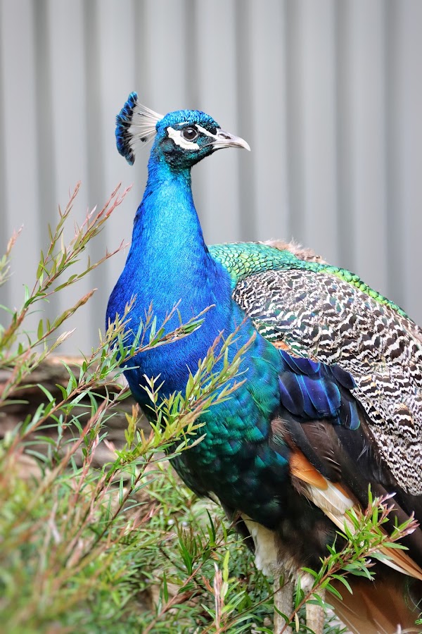 Shoalhaven Zoo Camping Reserve
