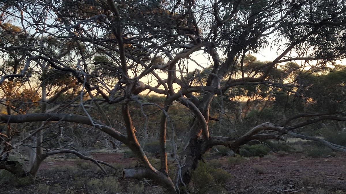 Helena and Aurora Ranges National Park
